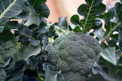 Close-up of fresh broccoli at farm