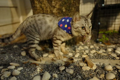 Close-up of a cat looking away