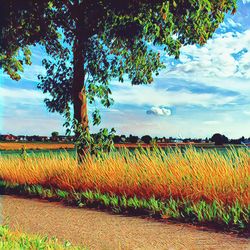 Scenic view of field against sky