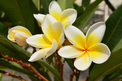 Close-up of white frangipani flowers