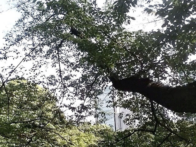 tree, branch, low angle view, growth, tranquility, nature, clear sky, beauty in nature, green color, forest, tree trunk, sky, scenics, tranquil scene, day, lush foliage, outdoors, leaf, no people, green