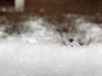 Close-up of snow on land