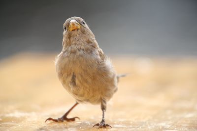 Close-up of sparrow