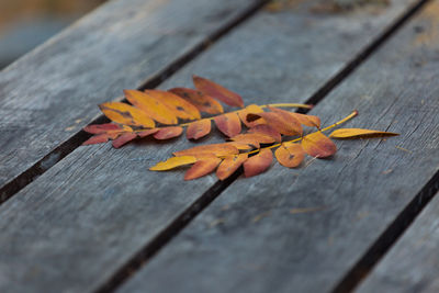 Close-up of leaves on wooden table during autumn