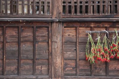 Plants hanging against wooden wall