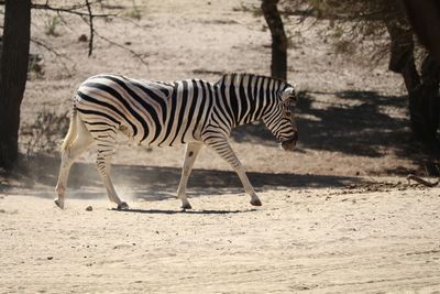 Side view of zebra on field