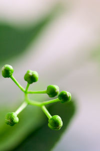 Close-up of plant