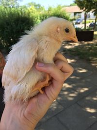 Close-up of a hand holding young bird