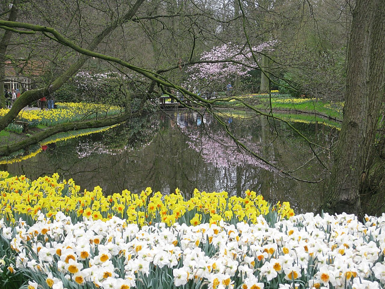 flower, growth, beauty in nature, freshness, fragility, nature, plant, blooming, water, tranquility, tranquil scene, petal, in bloom, white color, yellow, tree, scenics, lake, field, day