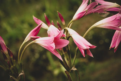 Close-up of pink lilies