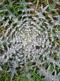 Full frame shot of frozen plants on field