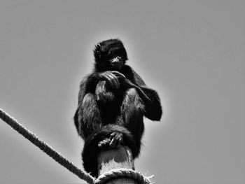 Low angle view of monkey on wooden post