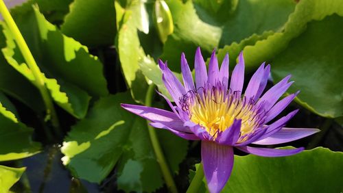 Close-up of purple water lily