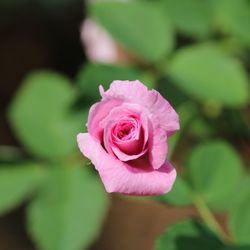 Close-up of pink rose