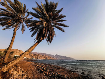 Palm tree by sea against clear sky