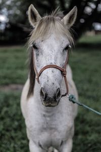 Close-up portrait of horse on field