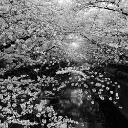 Close-up of flower tree with reflection in water