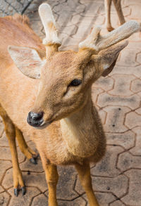 Close-up of deer