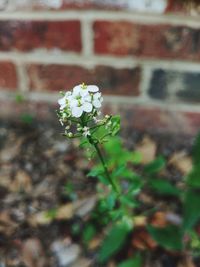 Close-up of white flowers blooming outdoors