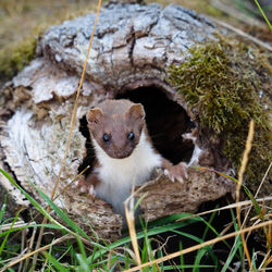 Close-up portrait of a stoat