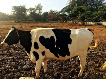 Cow standing on field against sky