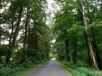 Empty road amidst trees in forest