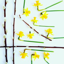 Close-up of yellow flowers on paper