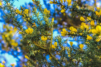 Close-up of insect on yellow flower tree