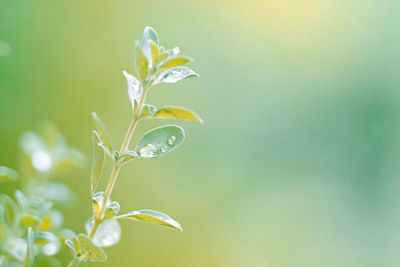 Close-up of raindrops on plant