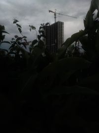 Close-up of plants against sky