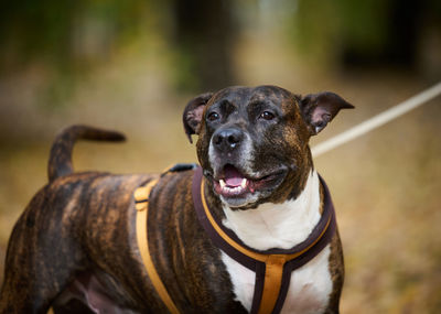 Adult brown american pit bull terrier stands in an autumn park and looks to the side. the mouth