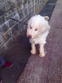 High angle view of white dog on footpath