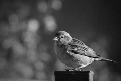 Close-up of bird perching on wood