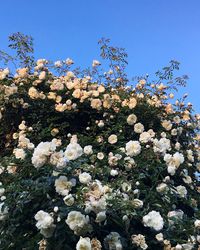 Low angle view of flowers blooming on tree