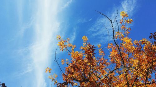 Low angle view of tree against blue sky