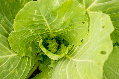 Full frame shot of green leaf
