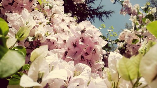 Close-up of flowers on tree