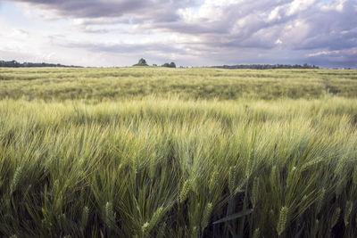 Scenic view of agricultural field against sky