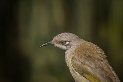 Close-up of bird perching on plant