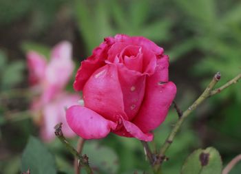 Close-up of pink rose blooming outdoors