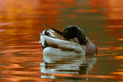 Duck swimming in a lake