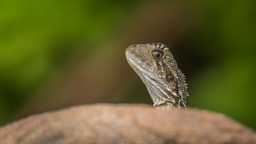 Close-up of lizard