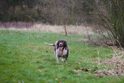 Dog on grassy field