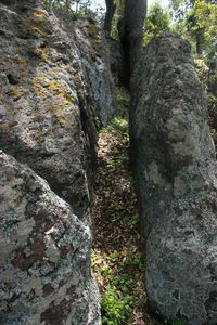 Close-up of moss growing on rock