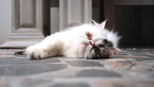 Cat lying down on floor