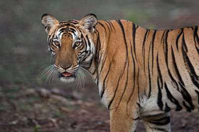 Portrait of tiger standing on field
