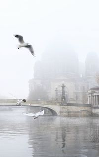 Seagull flying over river in city against sky