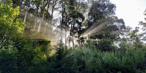 Trees in forest