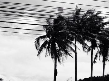 Low angle view of palm trees against sky