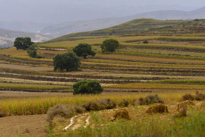 Scenic view of rural landscape